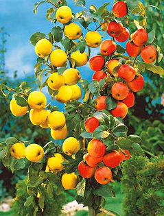 Mar duo - Golden si Idared