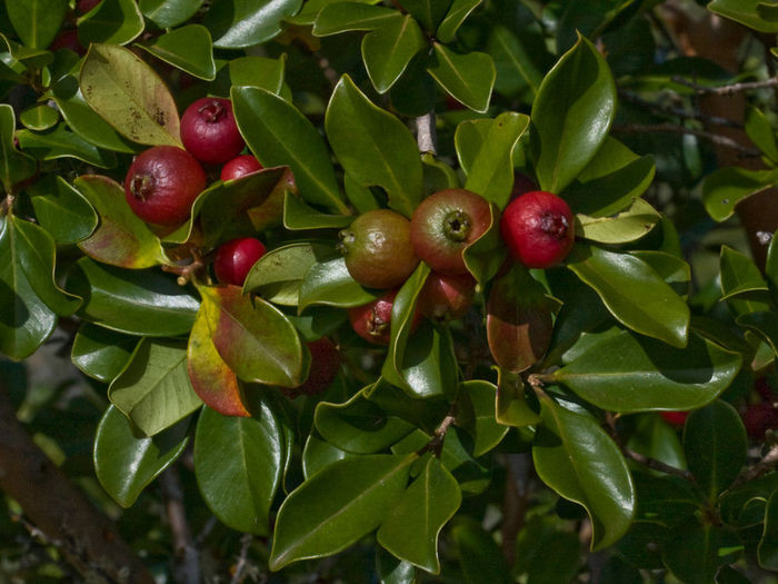 Strawberry Guava - Achizitii 2013