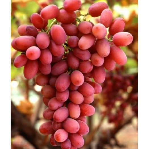 CRIMSON SEEDLESS 1
