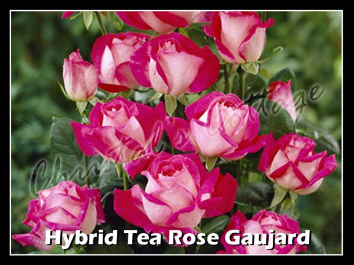 Trandafir ROSE GAUJARD