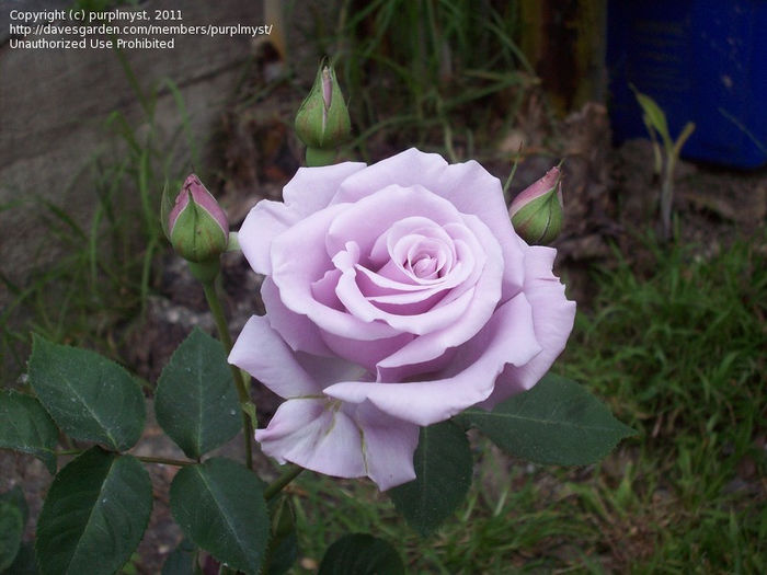 Trandafir STERLING SILVER - Achizitii 2013 - Floria