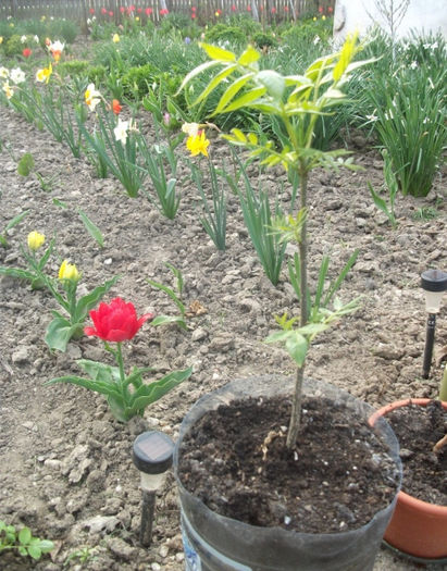 7; Evodia in prim-plan
