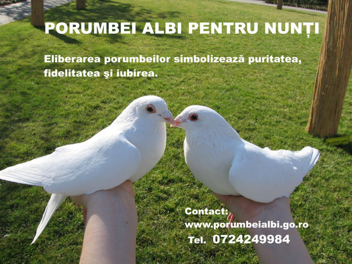 porumbei albi pentru nunta in Timisoara