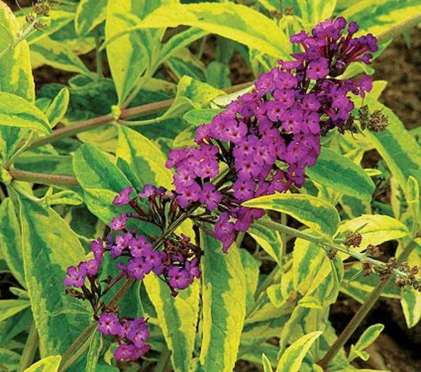 buddleja davidii santana