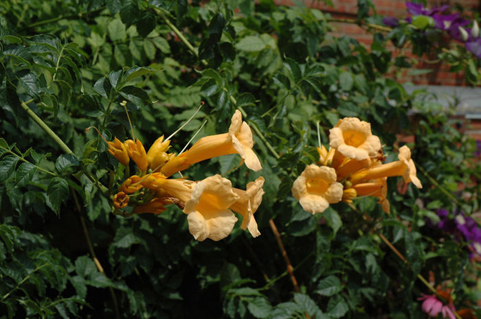Capsis radicans yellow - Achizitii 2013