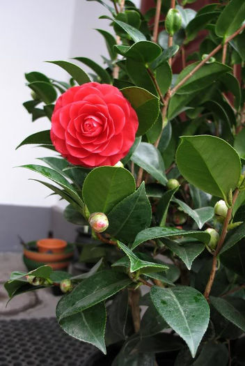 Camellia japonica Black Lace