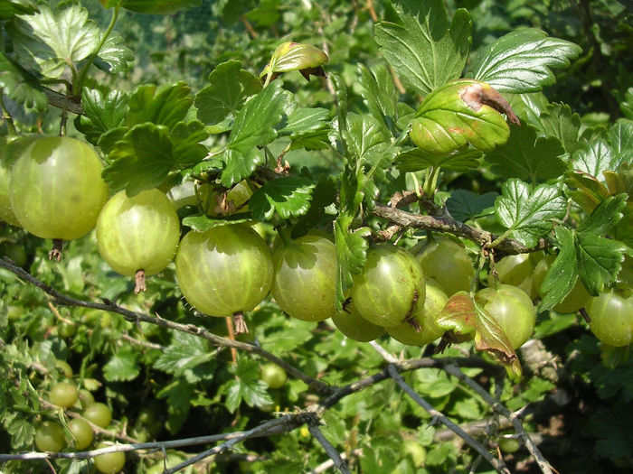 Agris auriu - Achizitii 2013