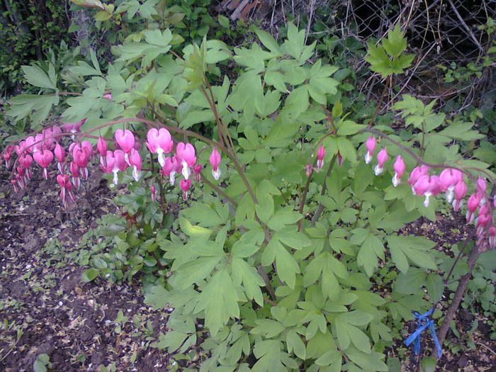 Dicentra