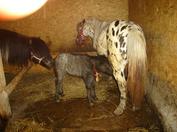 Barbie, Oly si Sabrina - Ponei de ponei