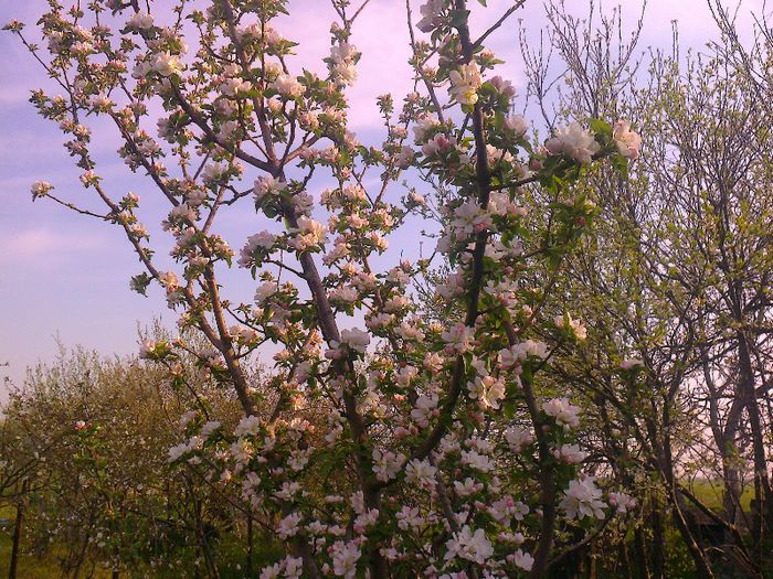 Mar inflorit - Pomi fructiferi