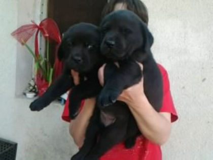 Labrador Retriever; fetita si baiat 5 saptamani ,tata ciocolatiu -mama negru
