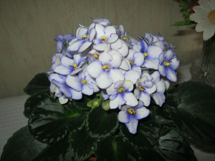 IMG_6820 - Florile mele 1