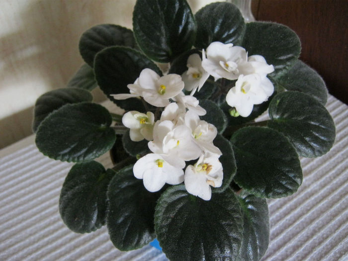 IMG_6903 - Florile mele 1