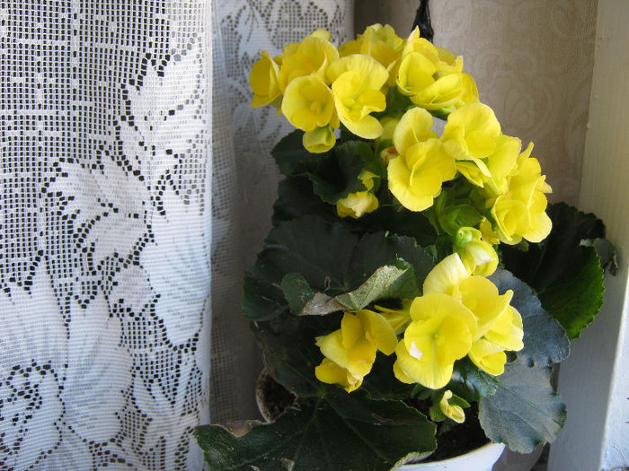 IMG_6936 - Florile mele 1