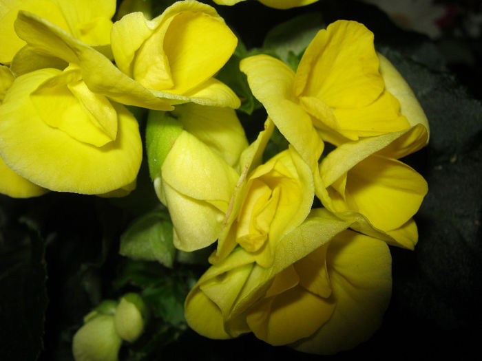 IMG_6938 - Florile mele 1