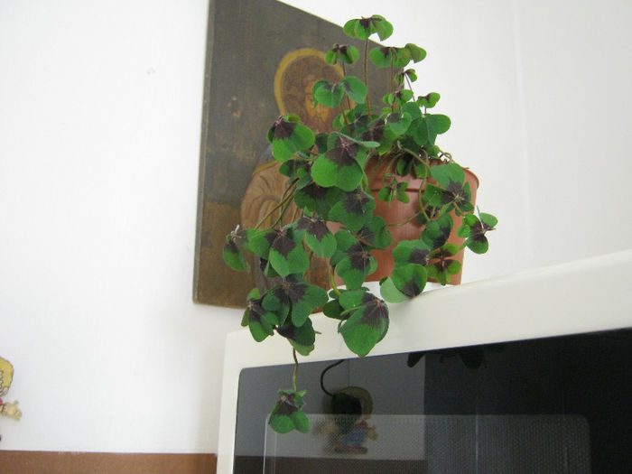 Oxalis - Florile mele 1