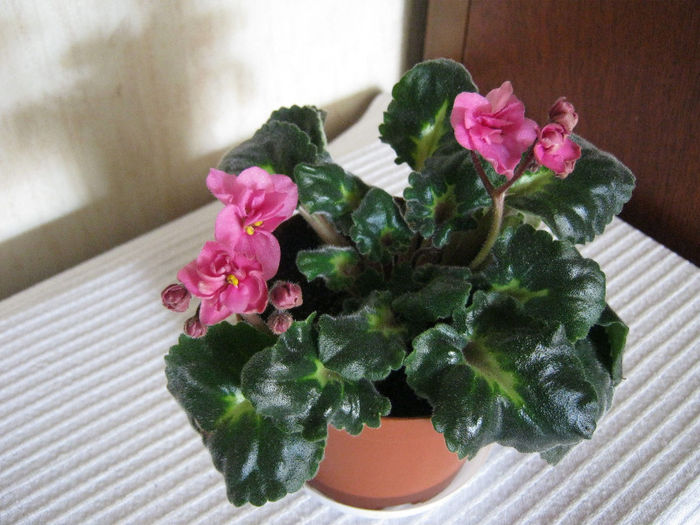IMG_7044 - Florile mele 1