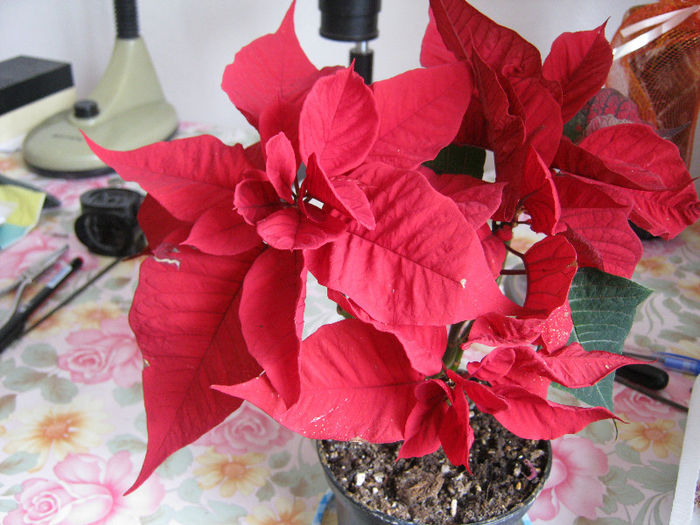poinsettia - Florile mele 1