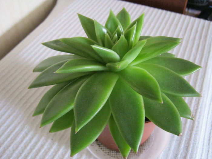Echeveria - Florile mele 1