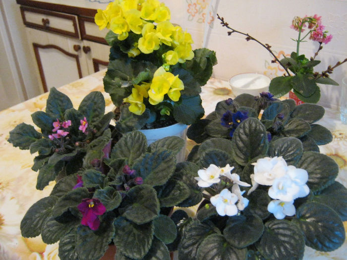 IMG_7159 - Florile mele 1