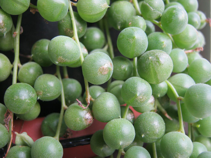 Senecio rowleyanus - Florile mele 1