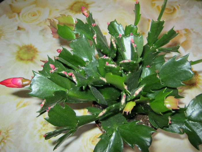 SCHLUMBERGERA - Florile mele 1