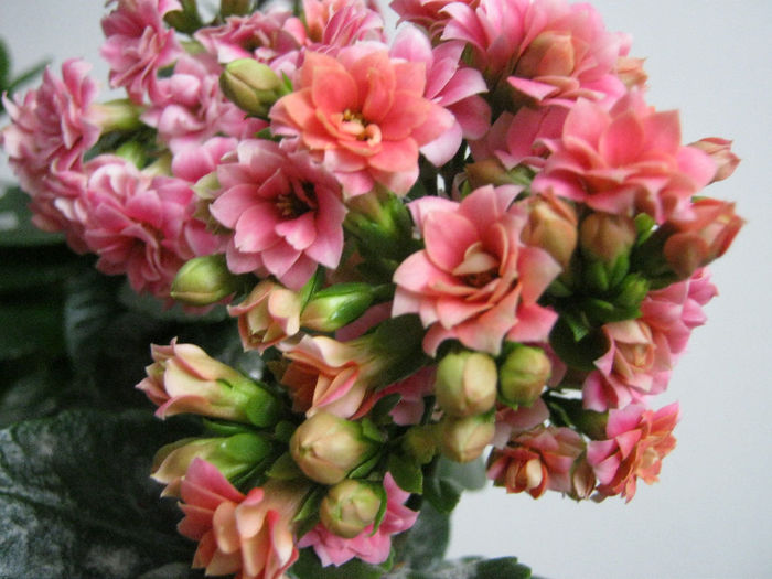 IMG_7640 - Florile mele 1