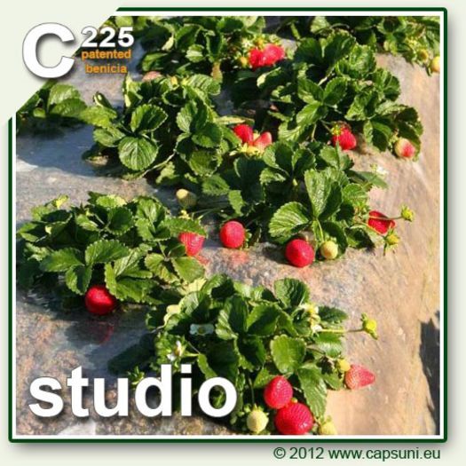Studio C225 - Capsuni