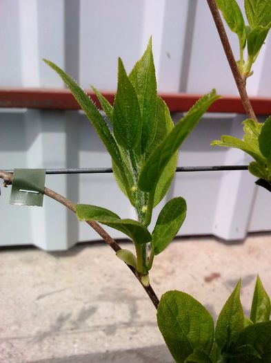 Kiwi Issai; Deja se vad mugurii florali...
