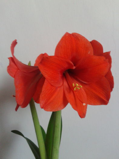 2013-04-22 09.52.34 - Hippeastrum 2013