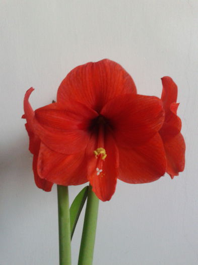 2013-04-22 09.52.06 - Hippeastrum 2013