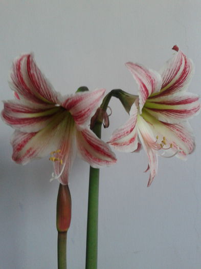 2013-04-22 09.57.14 - Hippeastrum 2013