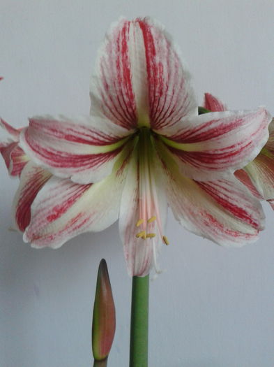 2013-04-22 09.56.55 - Hippeastrum 2013