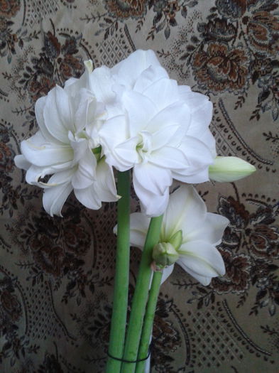 [5]  2013-04-22 09.49.43 - Hippeastrum 2013