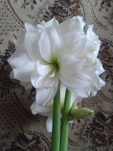 2013-04-22 09.50.24 - Hippeastrum 2013