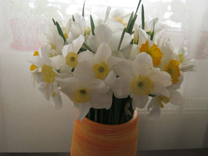 Narcise - Flori taiate