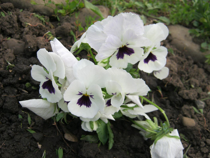 Panselute - gradina 2013