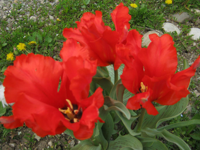 Lalele perrot - gradina 2013
