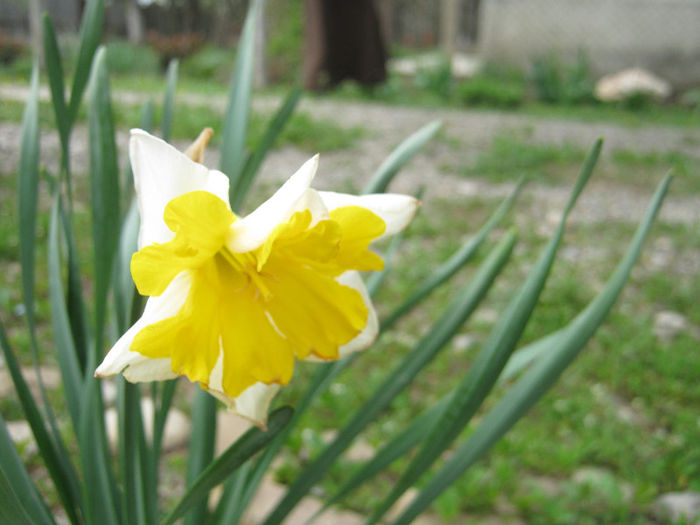 Narcisa - gradina 2013