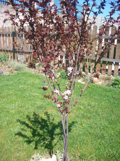 Prunus cerasifera nigra