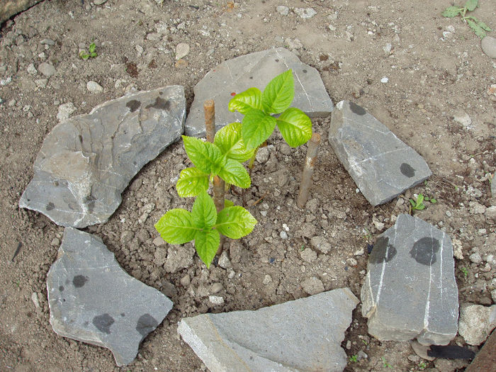 21.04.2013 hortensia LIA