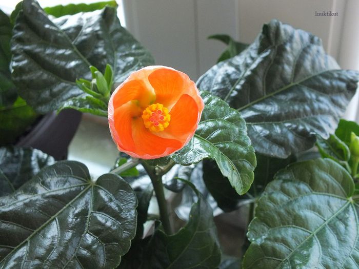 Hibiscus Wiki Orange; prima inflorire
