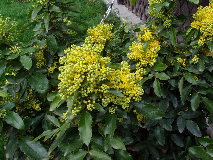 Mahonia - Crengute inflorite