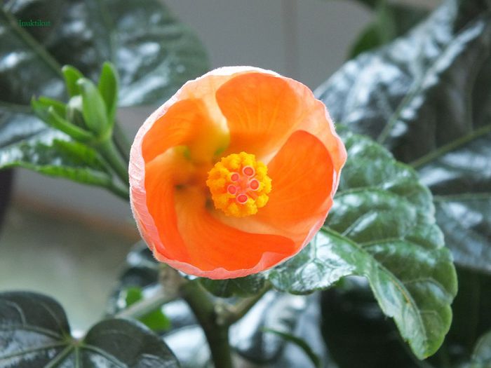 Hibiscus Wiki Orange2 - Hibiscus 2013