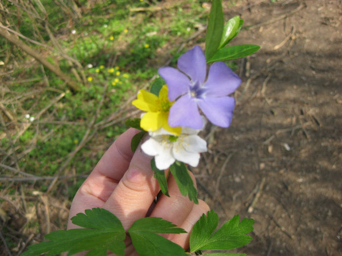 anemone de padure - lalele