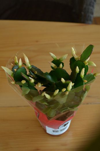 DSC_0759 - 1ACHIZITII 2013