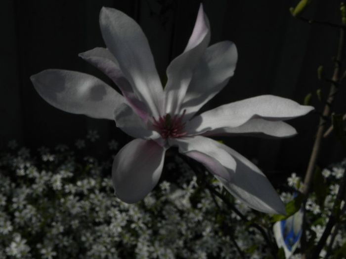 magnolia necunoscuta