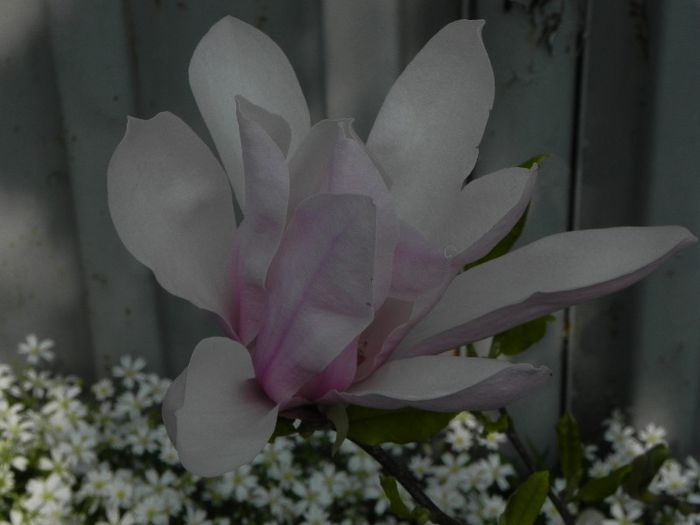 magnolia necunoscuta