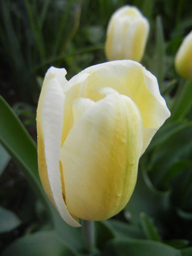 Tulipa Antarctica (2013, April 18) - Tulipa Antarctica