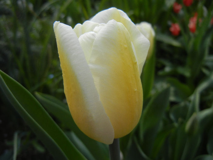 Tulipa Antarctica (2013, April 18) - Tulipa Antarctica